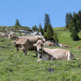 Cows on Alp Maran, Arosa, Switzerland,